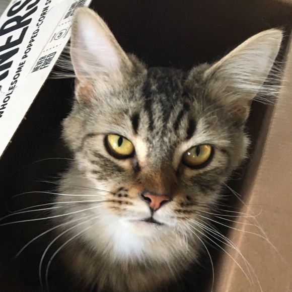 Meet your Posher, Rachel - Picture 2 of 3